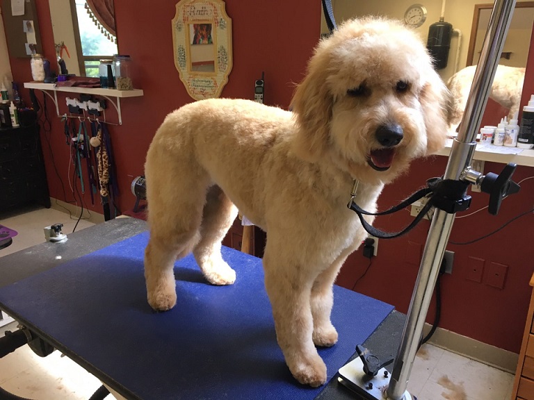 reliable pet grooming NH
